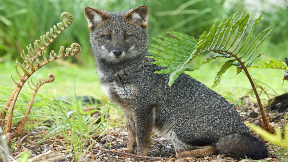 Chiloé Fox, Guia de Fauna. RutaChile.   - CHILE