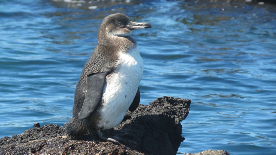 Penguin of the Galápagos, Guia de Fauna. RutaChile.   - 