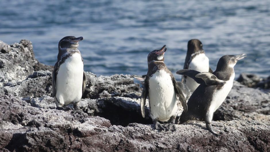 Penguin of the Galápagos, Guia de Fauna. RutaChile.   - ECUADOR