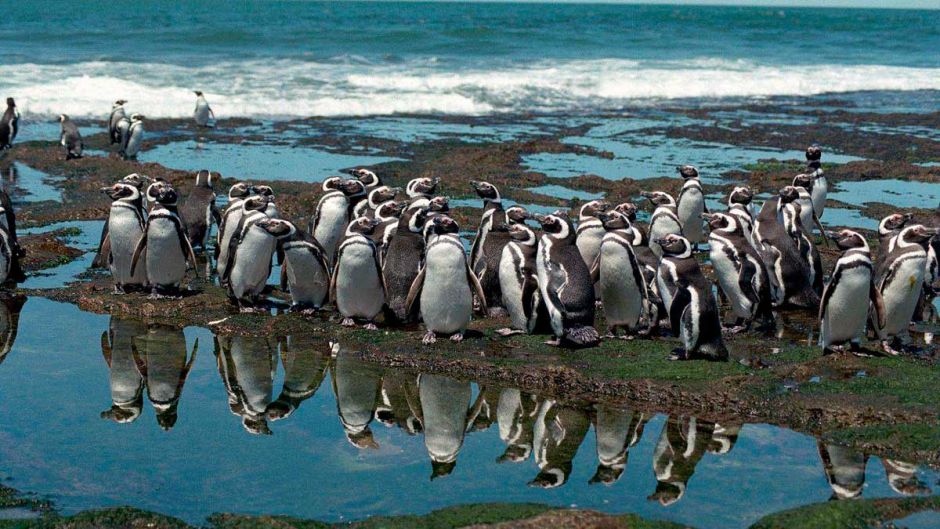 Penguin of the Galápagos, Guia de Fauna. RutaChile.   - ECUADOR