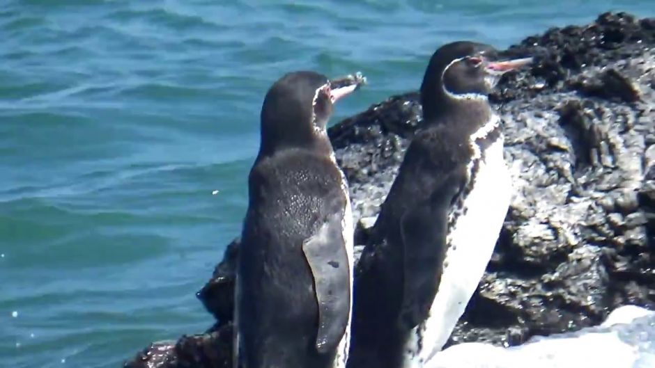Penguin of the Galápagos, Guia de Fauna. RutaChile.   - 