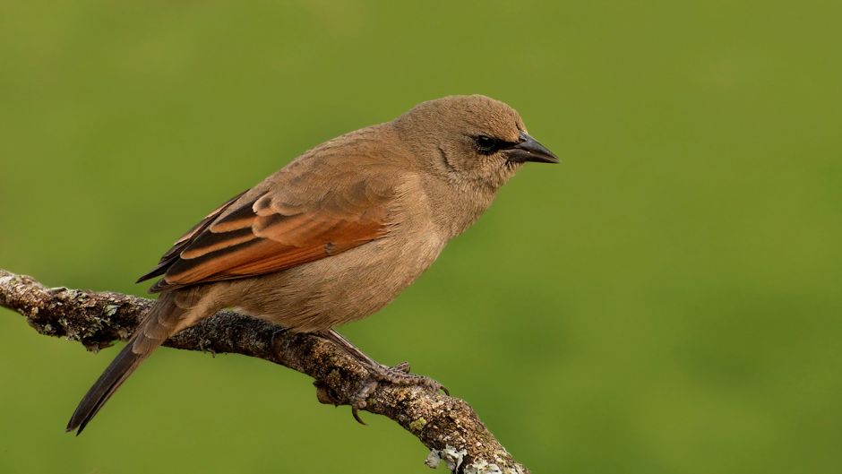 Bay-winged Cowbird, Guia de Fauna. RutaChile.   - 