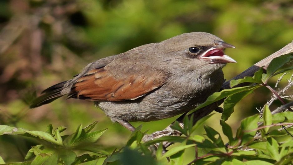 Bay-winged Cowbird, Guia de Fauna. RutaChile.   - BRAZIL