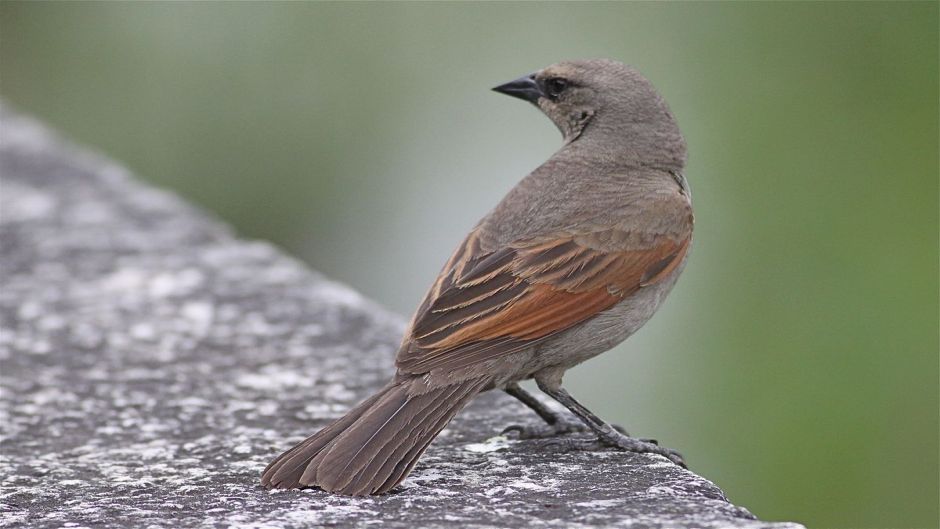 Bay-winged Cowbird, Guia de Fauna. RutaChile.   - BRAZIL