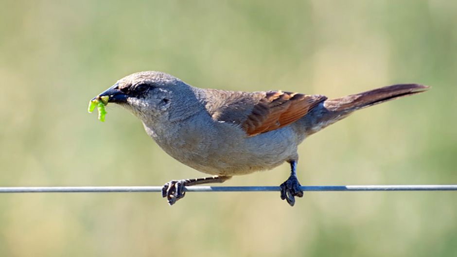 Bay-winged Cowbird, Guia de Fauna. RutaChile.   - BOLIVIA