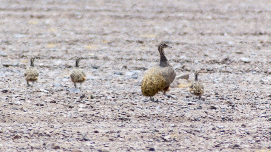 Puna Partridge, Guia de Fauna. RutaChile.   - BOLIVIA