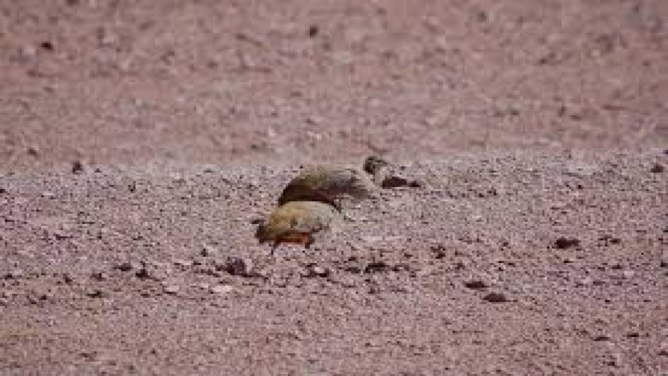 Puna Partridge, Guia de Fauna. RutaChile.   - 