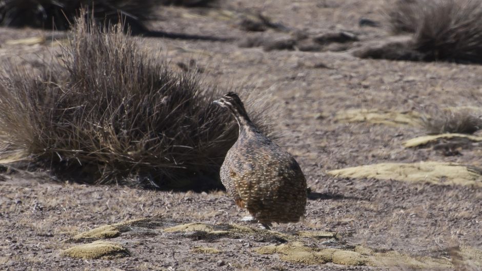 Puna Partridge, Guia de Fauna. RutaChile.   - 