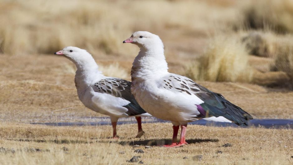 Andean Goose, Guia de Fauna. RutaChile.   - ARGENTINA