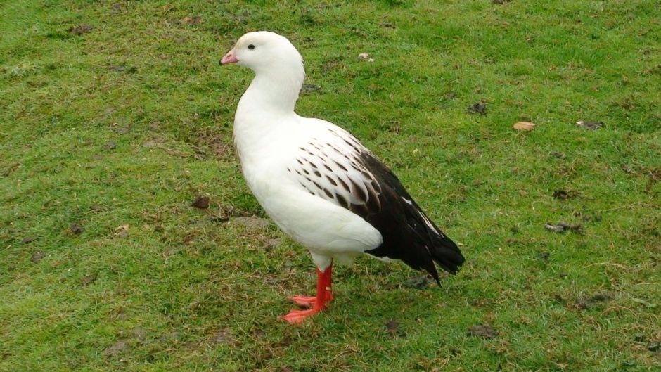 Andean Goose, Guia de Fauna. RutaChile.   - 