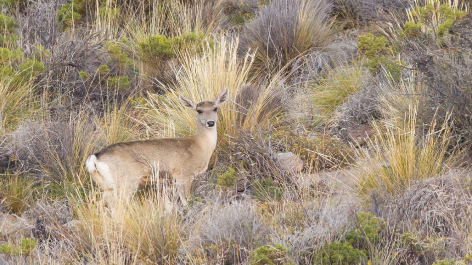 Andean deer, Guia de Fauna. RutaChile.   - 