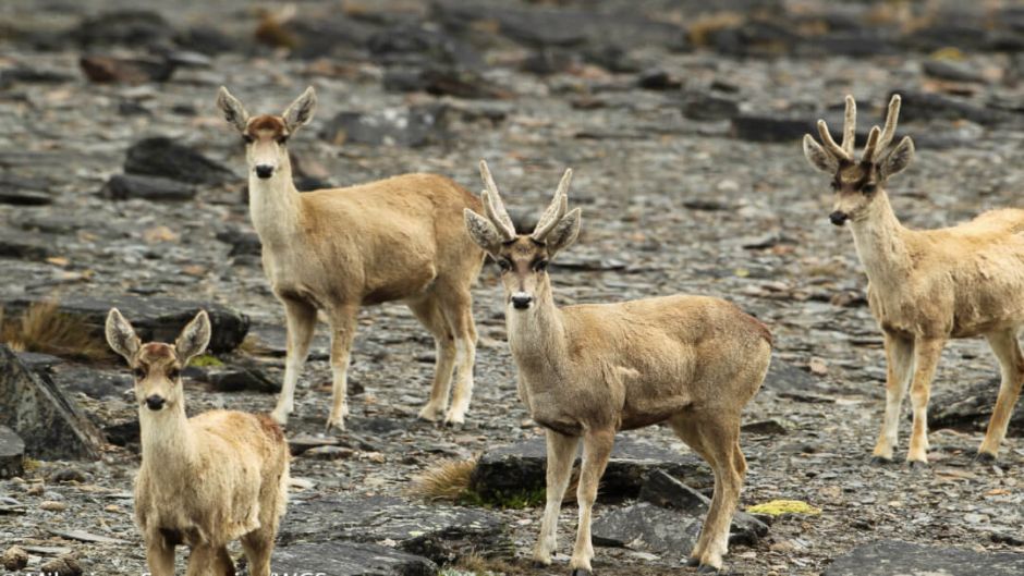 Andean deer, Guia de Fauna. RutaChile.   - CHILE