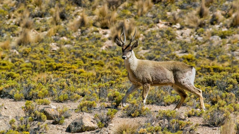 Andean deer, Guia de Fauna. RutaChile.   - 