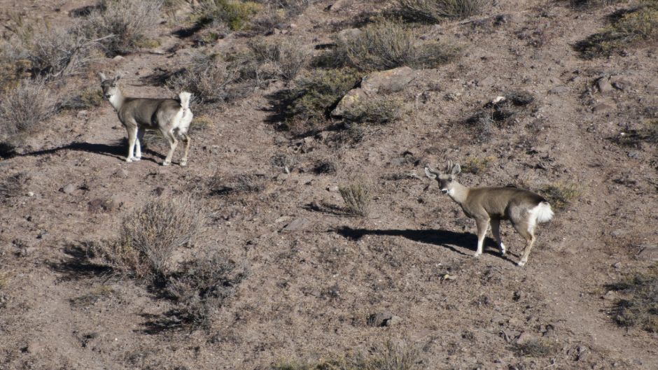 Andean deer, Guia de Fauna. RutaChile.   - 