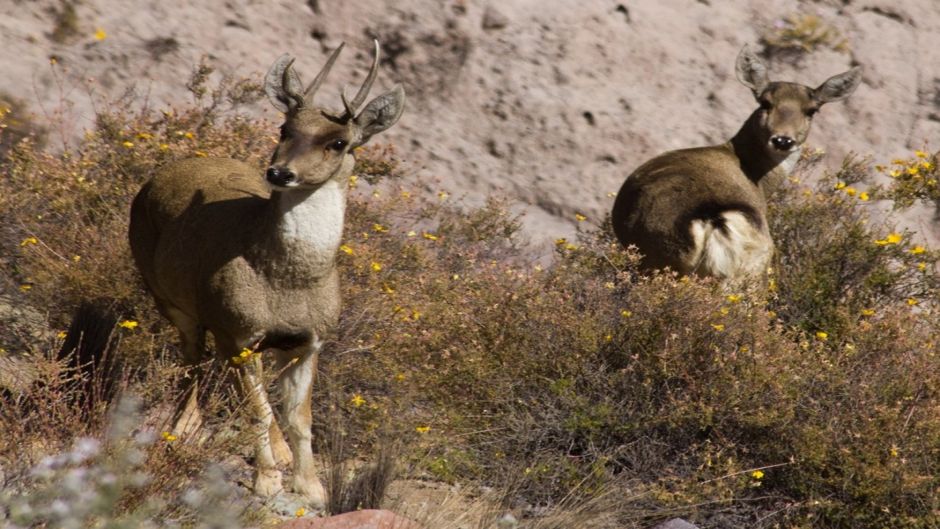 Andean deer, Guia de Fauna. RutaChile.   - BOLIVIA