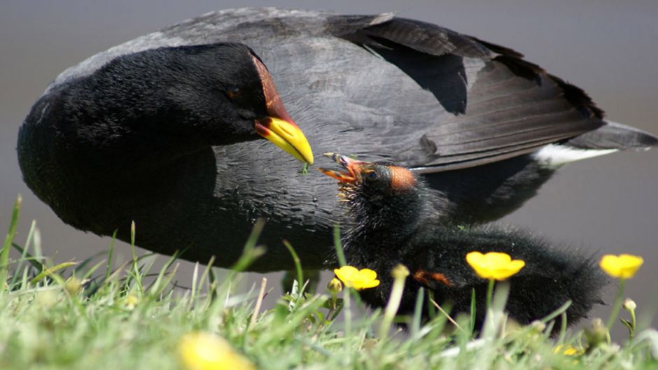 Information from the Tagua, present in almost all rivers and lakes .   - 