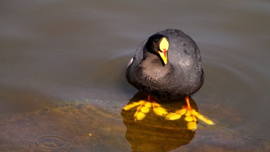 Information from the Tagua, present in almost all rivers and lakes .   - Paraguay