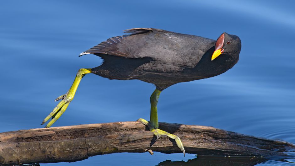 Information from the Tagua, present in almost all rivers and lakes .   - BRAZIL