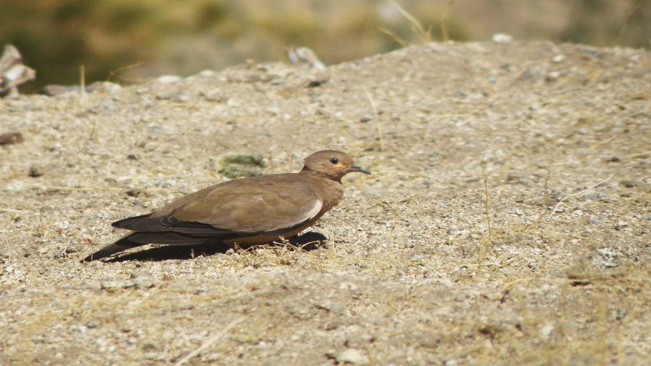 Information of Tortola Cordillerana, bird guide.   - 