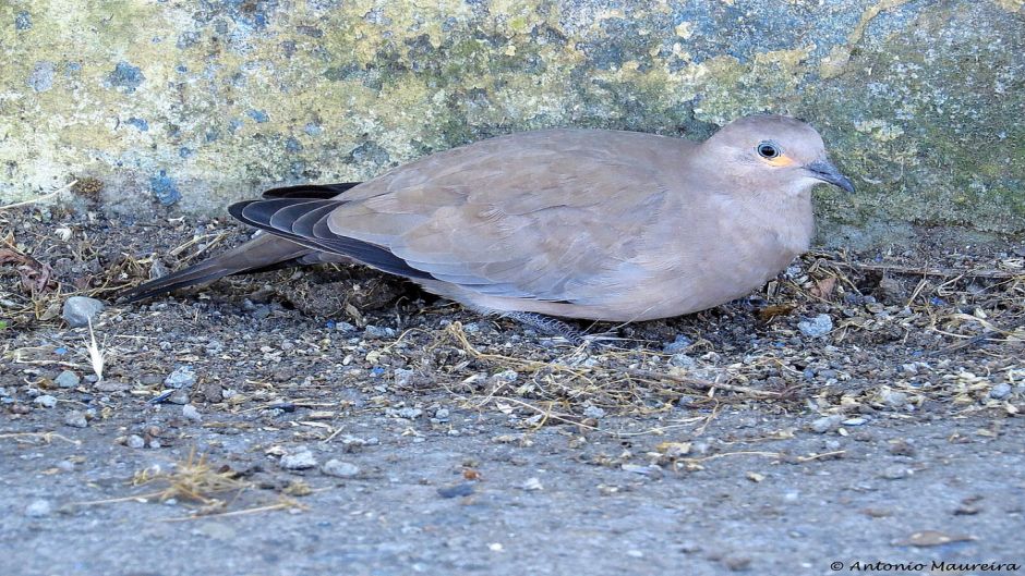 Information of Tortola Cordillerana, bird guide.   - CHILE