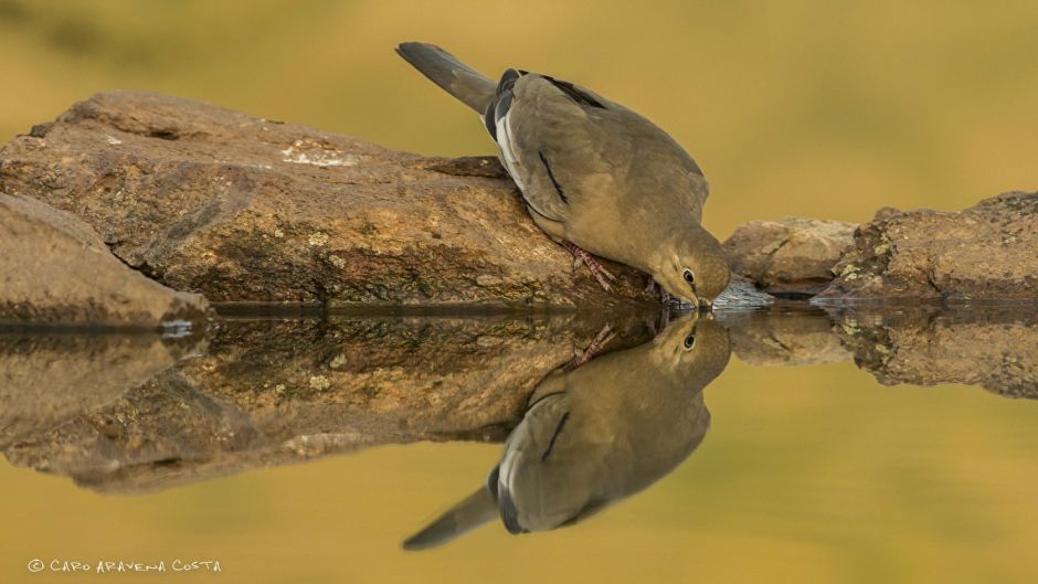 Information of Tortola Cordillerana, bird guide.   - 