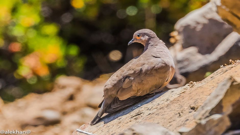 Information of Tortola Cordillerana, bird guide.   - 