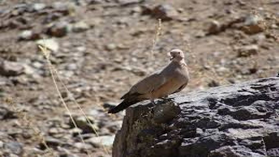 Information of Tortola Cordillerana, bird guide.   - CHILE