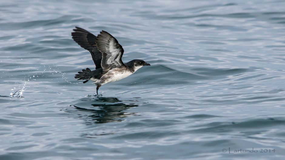 Yunco of Magallanes, Guia de Fauna. RutaChile.   - 