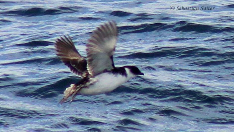 Yunco of Magallanes, Guia de Fauna. RutaChile.   - CHILE