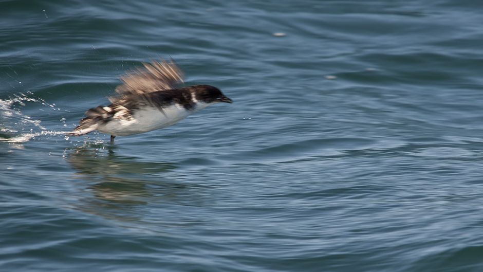 Yunco of Magallanes, Guia de Fauna. RutaChile.   - 