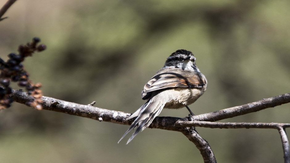 Information Tijeral Andino, streaked chestnut crown and nape.   - BOLIVIA