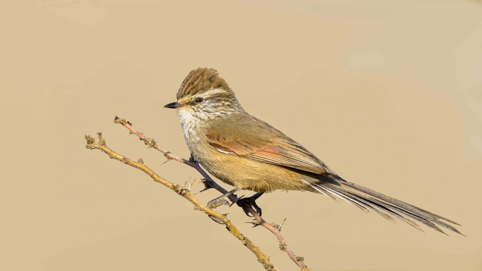 Information Tijeral Andino, streaked chestnut crown and nape.   - BOLIVIA