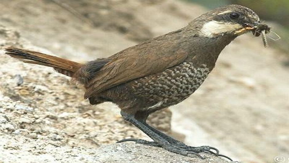 Turca, Birds of Guia Chile.   - 