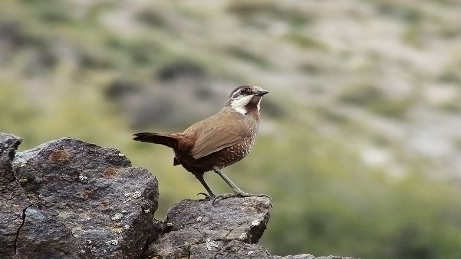 Turca, Birds of Guia Chile.   - CHILE