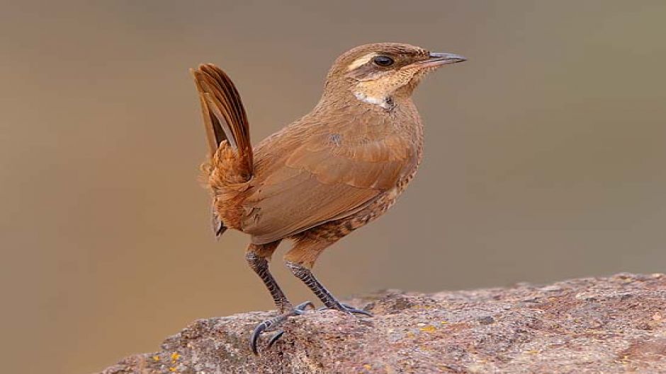 Turca, Birds of Guia Chile.   - 