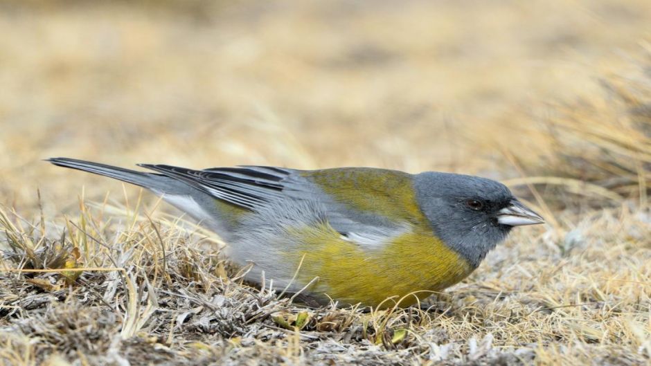 Grey-hooded, Guia de Fauna. RutaChile.   - 