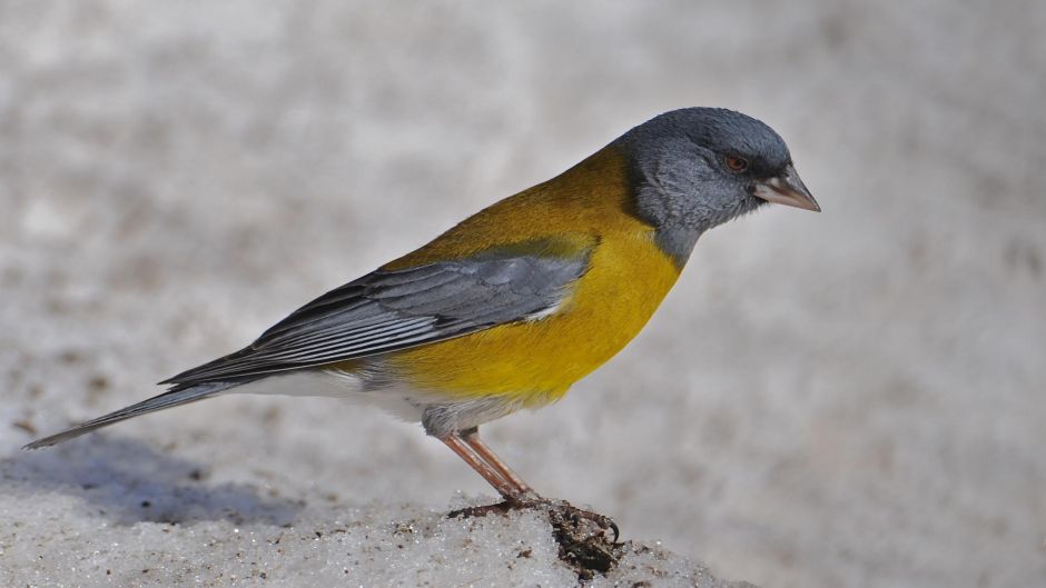 Grey-hooded, Guia de Fauna. RutaChile.   - ARGENTINA