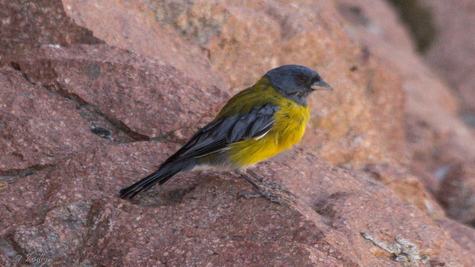 Grey-hooded, Guia de Fauna. RutaChile.   - CHILE