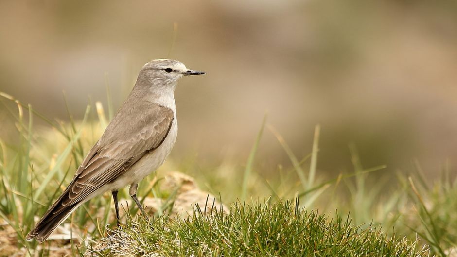 Friar Dormilona, Guia de Fauna. RutaChile.   - CHILE