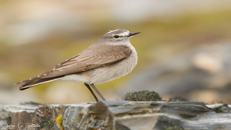 Friar Dormilona, Guia de Fauna. RutaChile.   - PERU