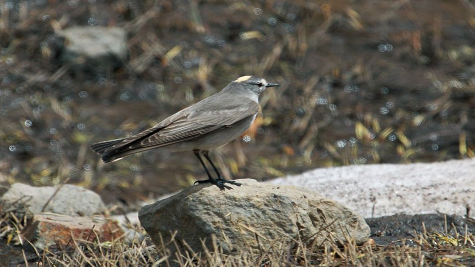 Friar Dormilona, Guia de Fauna. RutaChile.   - PERU