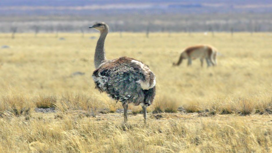 Puna Rhea, Guia de Fauna. RutaChile.   - 