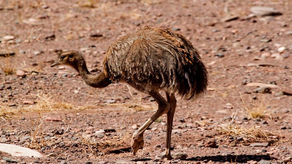 Puna Rhea, Guia de Fauna. RutaChile.   - 