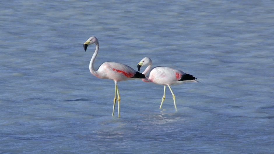 Phoenicoparrus andinus, Guia de Fauna. RutaChile.   - 