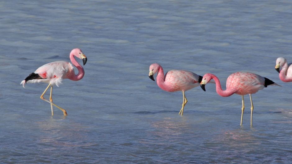 Phoenicoparrus andinus, Guia de Fauna. RutaChile.   - BOLIVIA