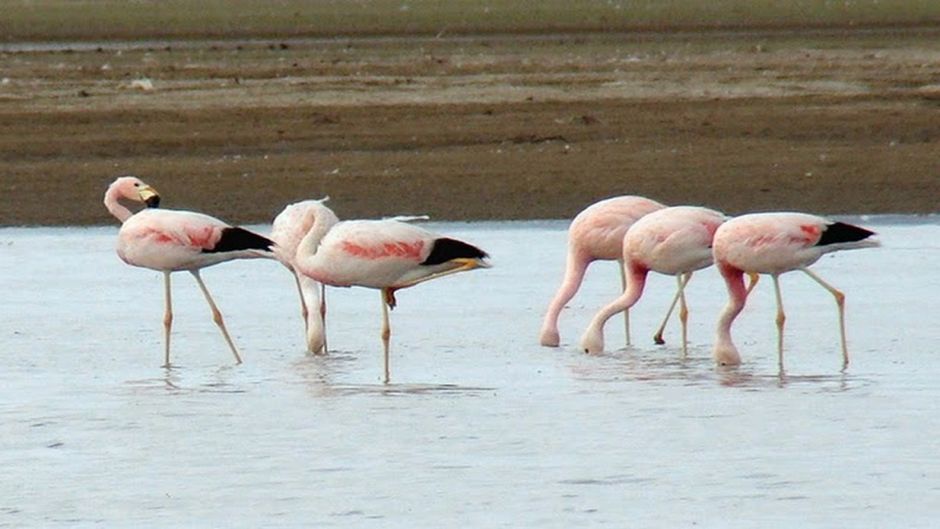 Phoenicoparrus andinus, Guia de Fauna. RutaChile.   - BOLIVIA