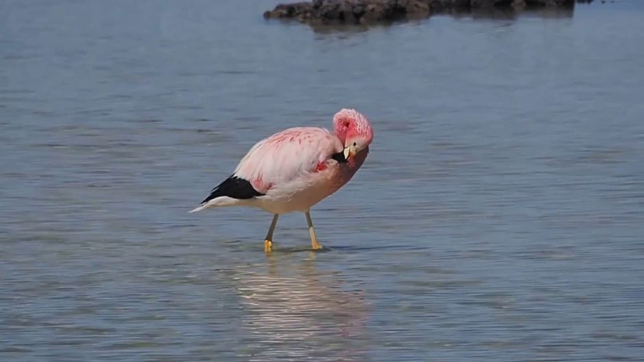 Phoenicoparrus andinus, Guia de Fauna. RutaChile.   - CHILE