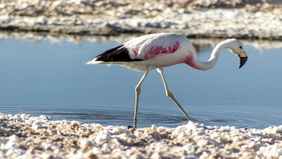 Phoenicoparrus andinus, Guia de Fauna. RutaChile.   - BOLIVIA