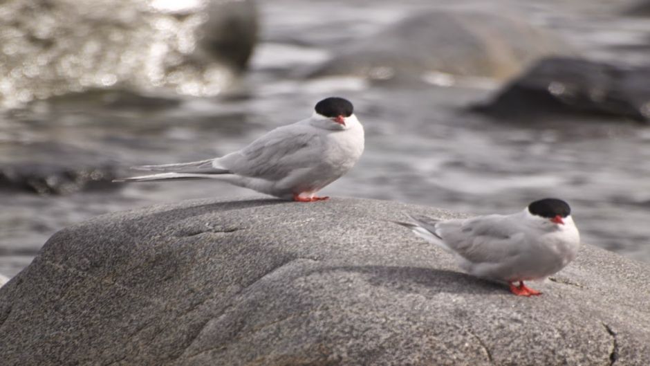 Antarctic tern, Guia de Fauna. RutaChile.   - ARGENTINA