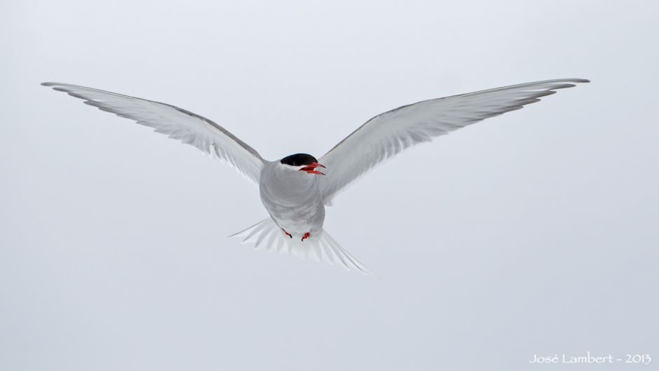 Antarctic tern, Guia de Fauna. RutaChile.   - ARGENTINA